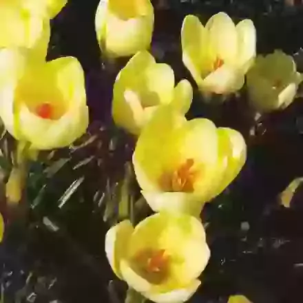 Chrys. Cream Beauty